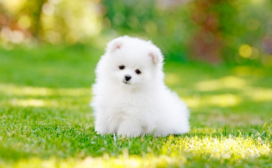 White Pomeranian puppy in grass
