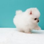How to Take Care of Newborn Pomeranian Puppies How to Take Care of Newborn Pomeranian Puppies