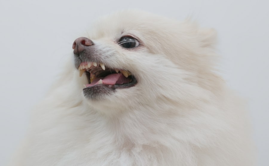 White Pomeranian showing teeth