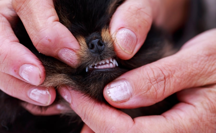 Black Pomeranian displaying teeth
