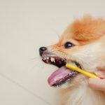 8 Step Guide on How to Brush Pomeranian Teeth