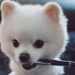 Why Is My Pomeranian Puppy Biting Me? Why Is My Pomeranian Puppy Biting Me?