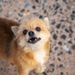 Why Is Your Pomeranian Grinding Their Teeth?