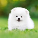 When Should Pomeranian Puppies Be Weaned? When Should Pomeranian Puppies Be Weaned?