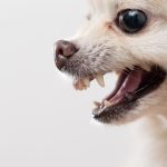 When Do Pomeranians Teeth?