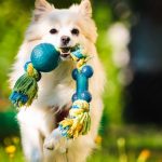 Top 12 Best Chew Toys for Pomeranian Puppies