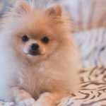 When Do Pomeranian Puppies Get Fluffy?