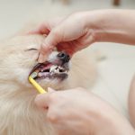Pomeranian Teeth Care: 12 Tips for Healthy Teeth