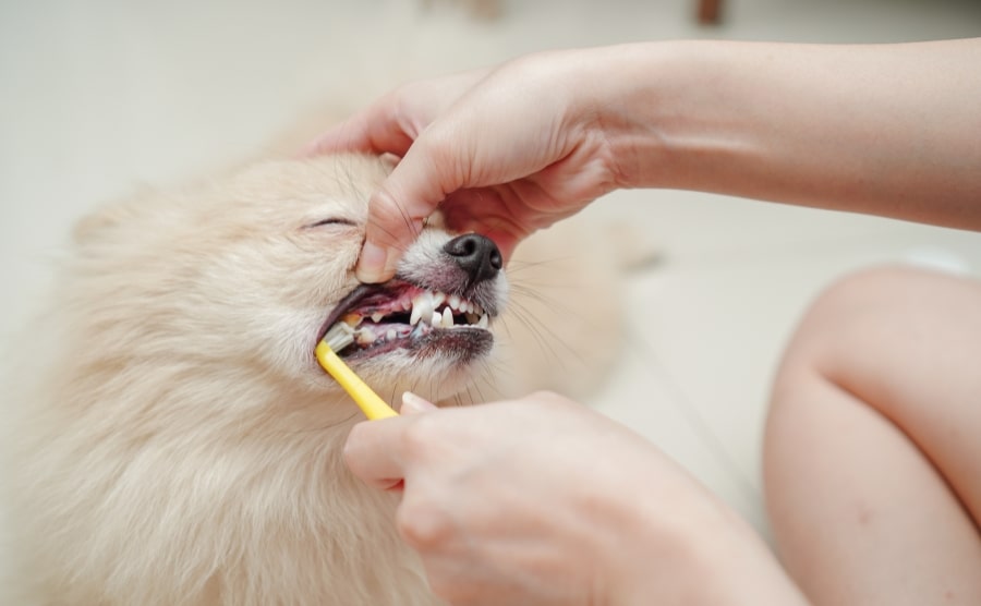 Pomeranian getting teeth brushed