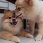 Why Do Pomeranians Lick So Much?