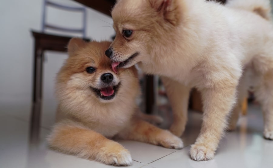 Why Does My Pomeranian Lick Me All the Time? 