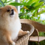 How to Train a Pomeranian Puppy Not to Bark How to Train a Pomeranian Puppy Not to Bark