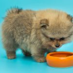 How Often Should Pomeranian Puppies Eat? How Often Should Pomeranian Puppies Eat?