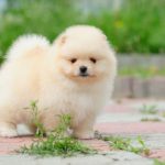 What Does a Pomeranian Puppy Look Like? What Does a Pomeranian Puppy Look Like?