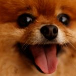 8 Amazing Throwback Pomeranian Facts