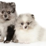 What Color Will My Pomeranian Puppy Be?