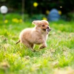 Why Your Pomeranian Looks like a Chihuahua