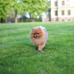 Why Do Pomeranians Reverse Sneeze?