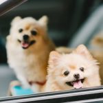 How Smart Are Pomeranians Compared to Other Dogs?
