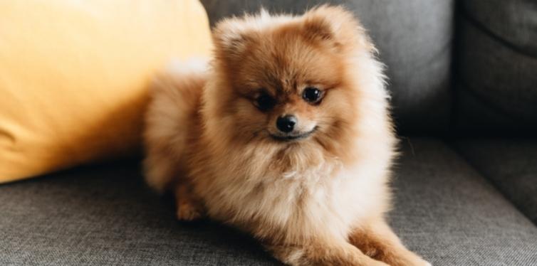 Brown Pomeranian on a couch