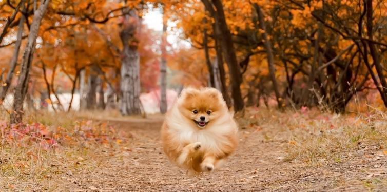 Pomeranian running