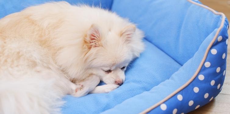 Pomeranian lying in bed