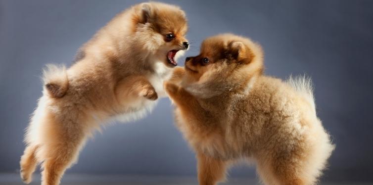 Two Pomeranian puppies playing