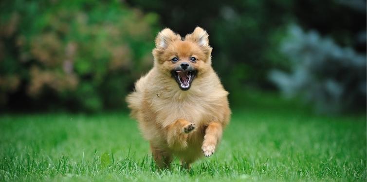 Pomeranian running in grass