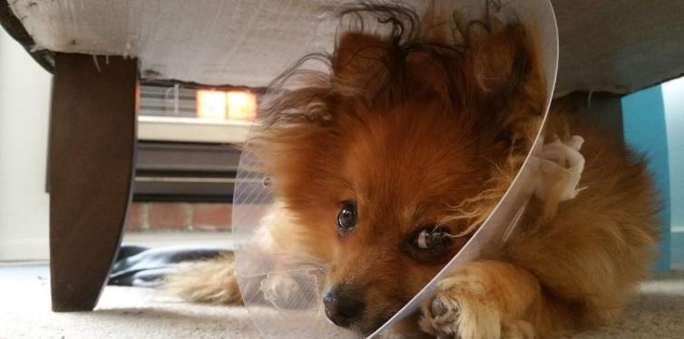 Pomeranian with dog cone