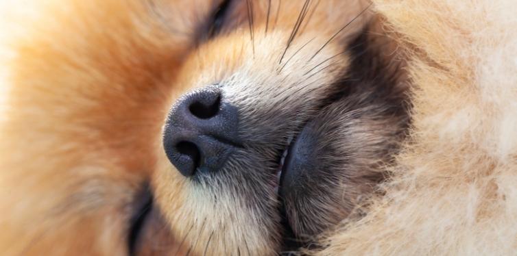 Close up on Pomeranian face