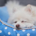 Why's Your Pomeranian Breathing Heavy While Sleeping