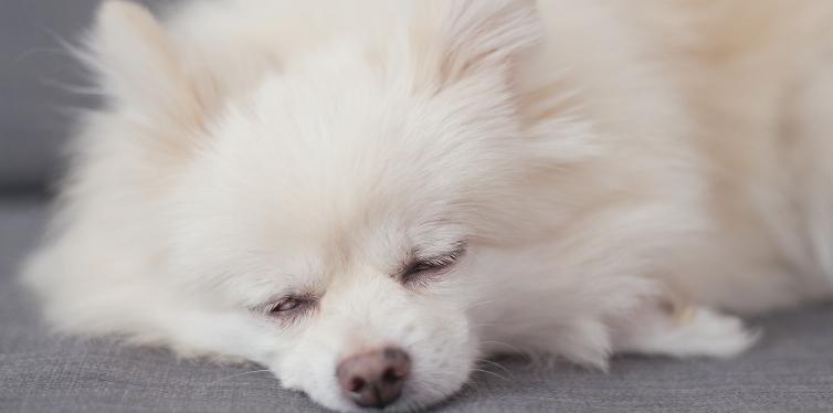 Pomeranian sleeping on couch