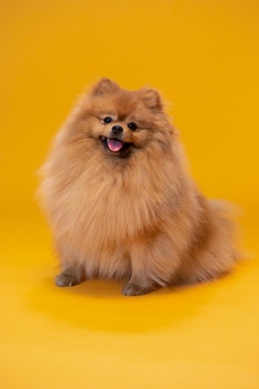 Pomeranian with yellow background