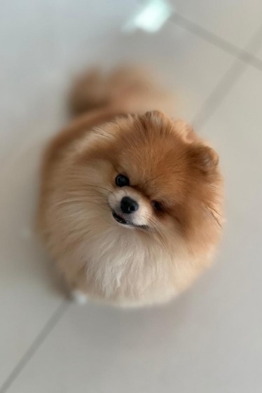 Pomeranian looking up