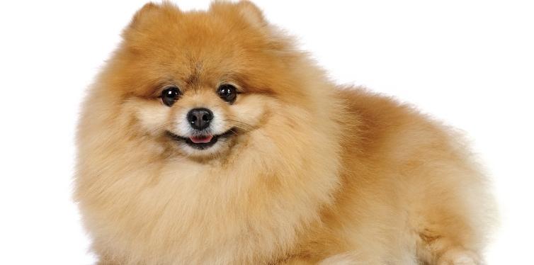 Pomeranian with white background