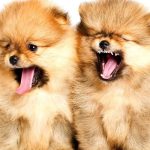 6 Pomeranian Breathing Noises to Look Out For