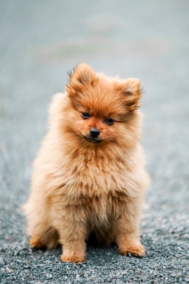 Brown Pomeranian puppy
