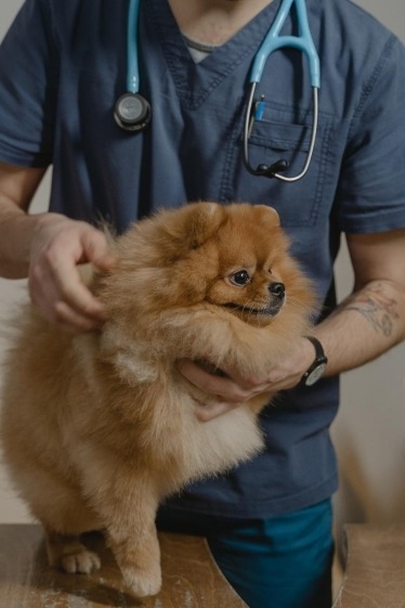 Pomeranian at veterinarian