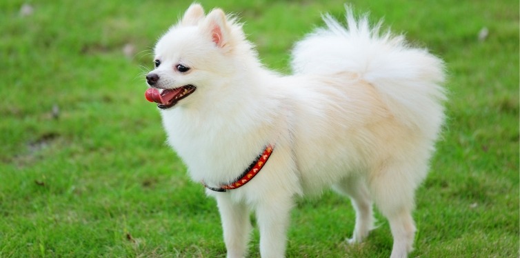 White Pomeranian with harness