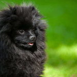 Black Pomeranian: The Ultimate Guide Covering Everything You Need To Know
